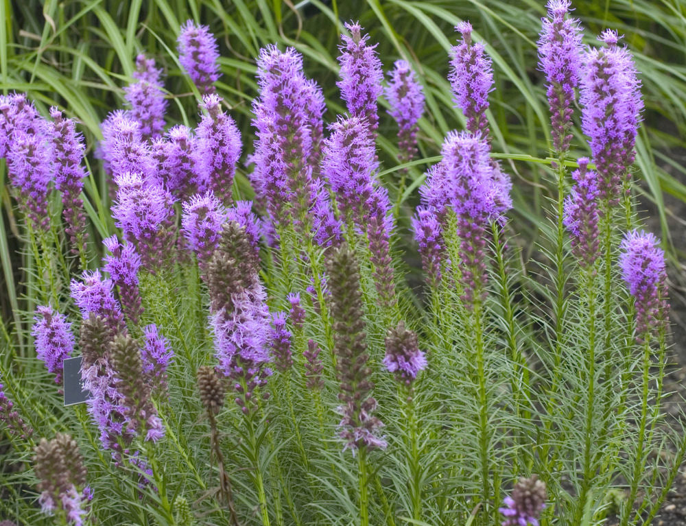 Gay Feather/Blazing Star (Liatris spicata) - 1 gallon -Ship Only