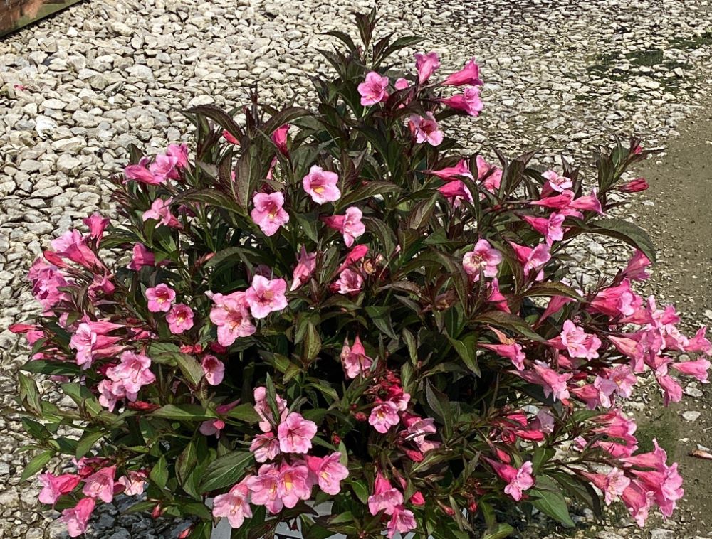 Sonic Bloom® Wine Weigela (Weigela sonic 'Bloom Wine') - 1 gallon -Ship Only