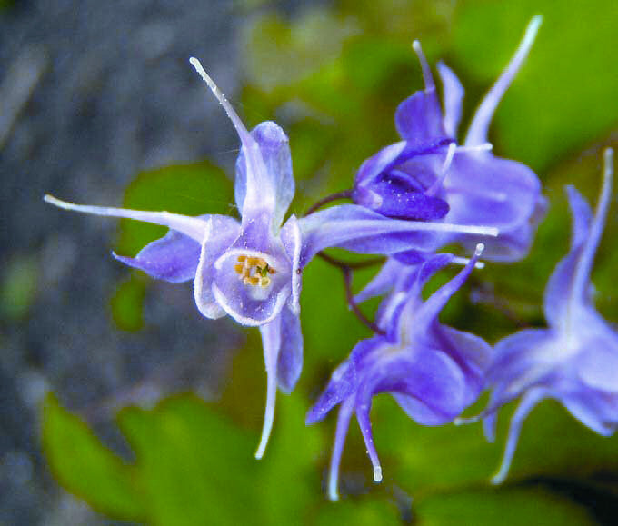 Lilafee Barrenwort (Epimedium grandiflorum 'Lilafee') - 1 gallon -Ship Only