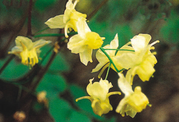 Sulphureum Barrenwort (Epimedium x versicolor 'Sulphureum') - 1 gallon -Ship Only