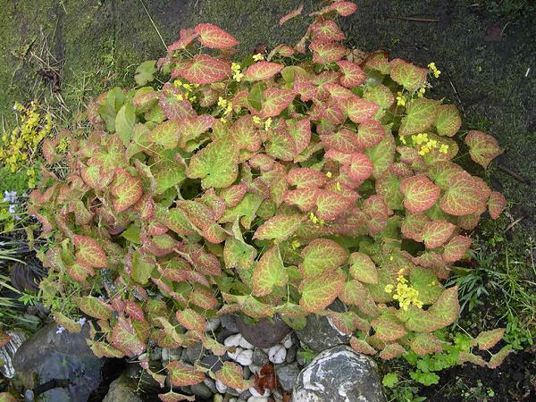 Yellow Barrenwort (Epimedium x perralchinum 'Frohnleiten') - 1 gallon -Ship Only