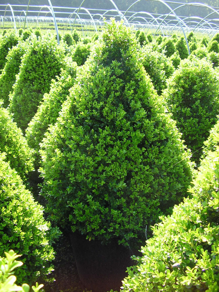 Cranberry Creek Boxwood (Buxus x 'Cranberry Creek') - 3 gallon 18" -Ship Only