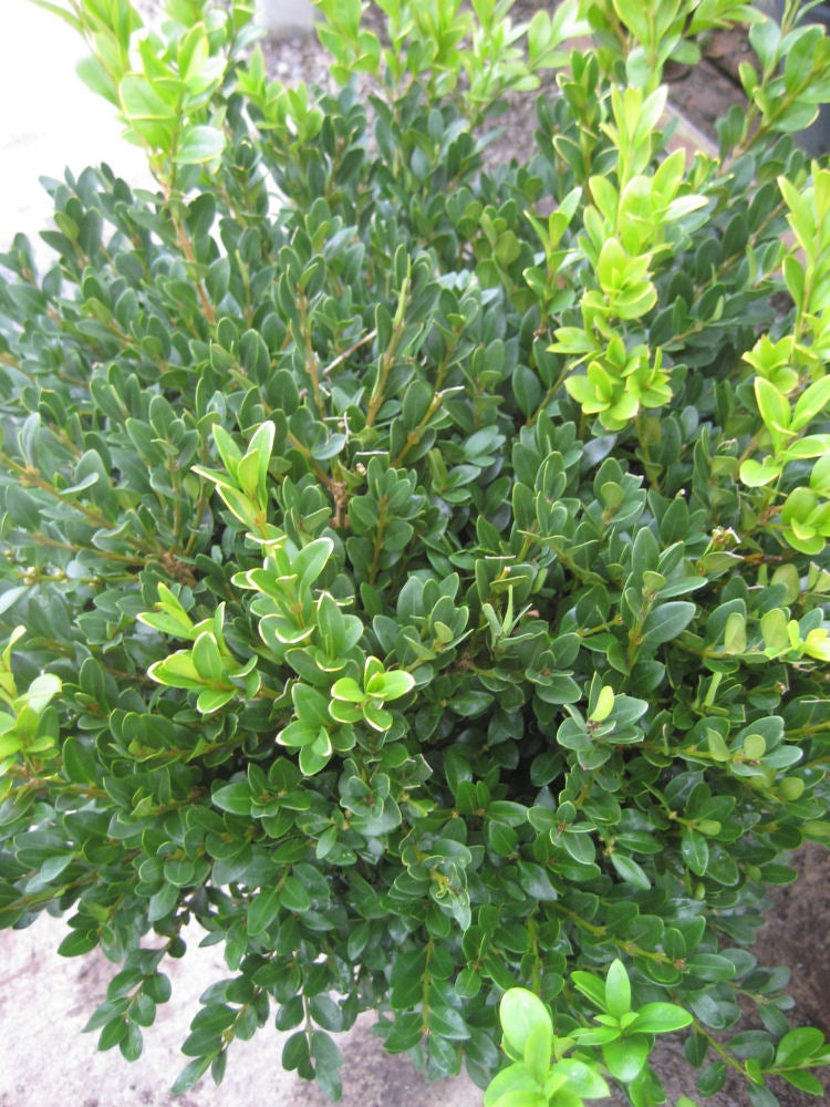 Green Velvet Boxwood (Buxus microphylla 'Green Velvet') - 1 gallon 8" -Ship Only