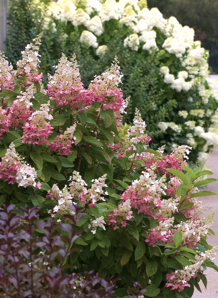 Pinky Winky® Panicle Hydrangea (Hydrangea paniculata 'DVPpinky') - 3 gallon -Ship Only