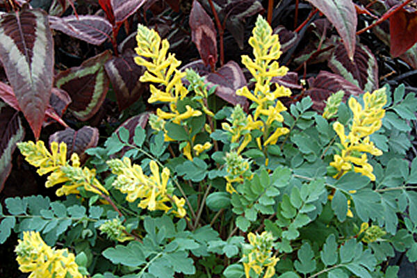 Canary Feathers® Fumewort (Corydalis canary 'Canary Feathers') - 1 gallon -Ship Only