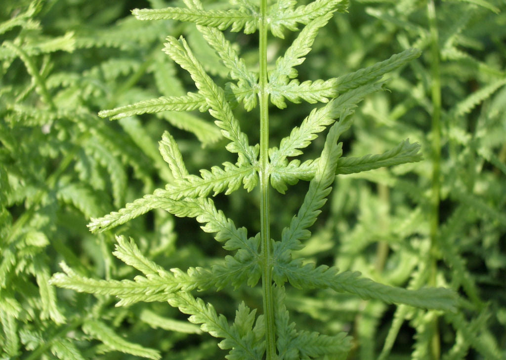 Lady Fern Dre's Dagger (Athyrium filix-femina 'Dre's Dagger') - 1 gallon -Ship Only