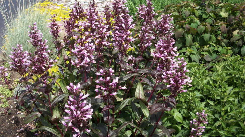 Dark Towers Beard Tongue (Penstemon x 'Dark Towers') - 1 gallon -Ship Only