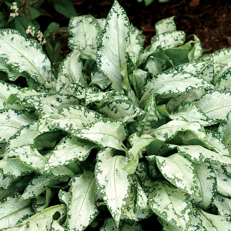 High Contrast Lungwort (Pulmonaria high 'High Contrast') - 1 gallon -Ship Only