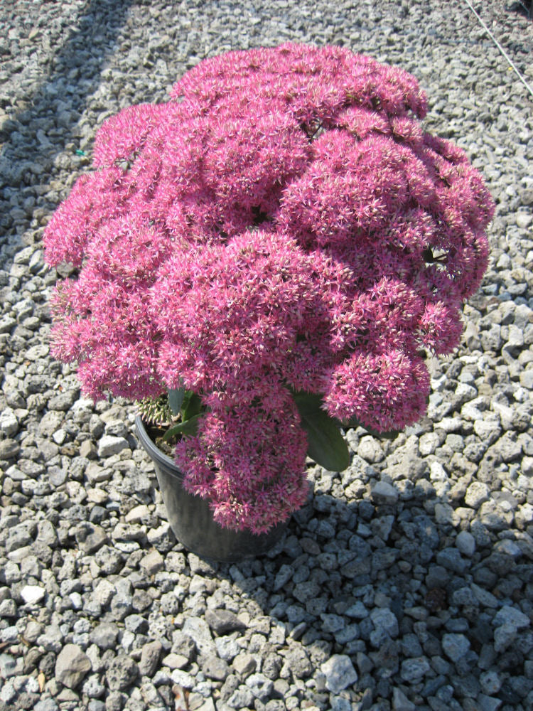 Mr. Goodbud Stonecrop (Sedum x 'Mr. Goodbud') - 1 gallon -Ship Only