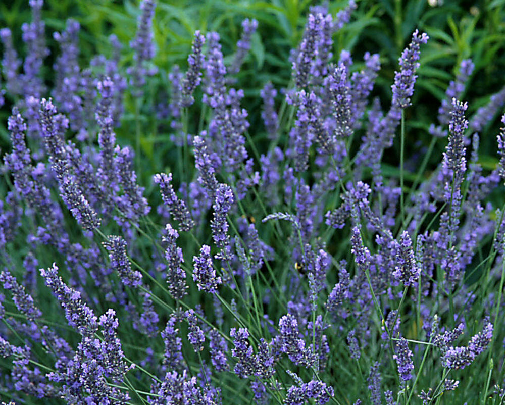 Grosso Lavender (Lavandula x intermedia 'Grosso') - half gallon -Ship Only