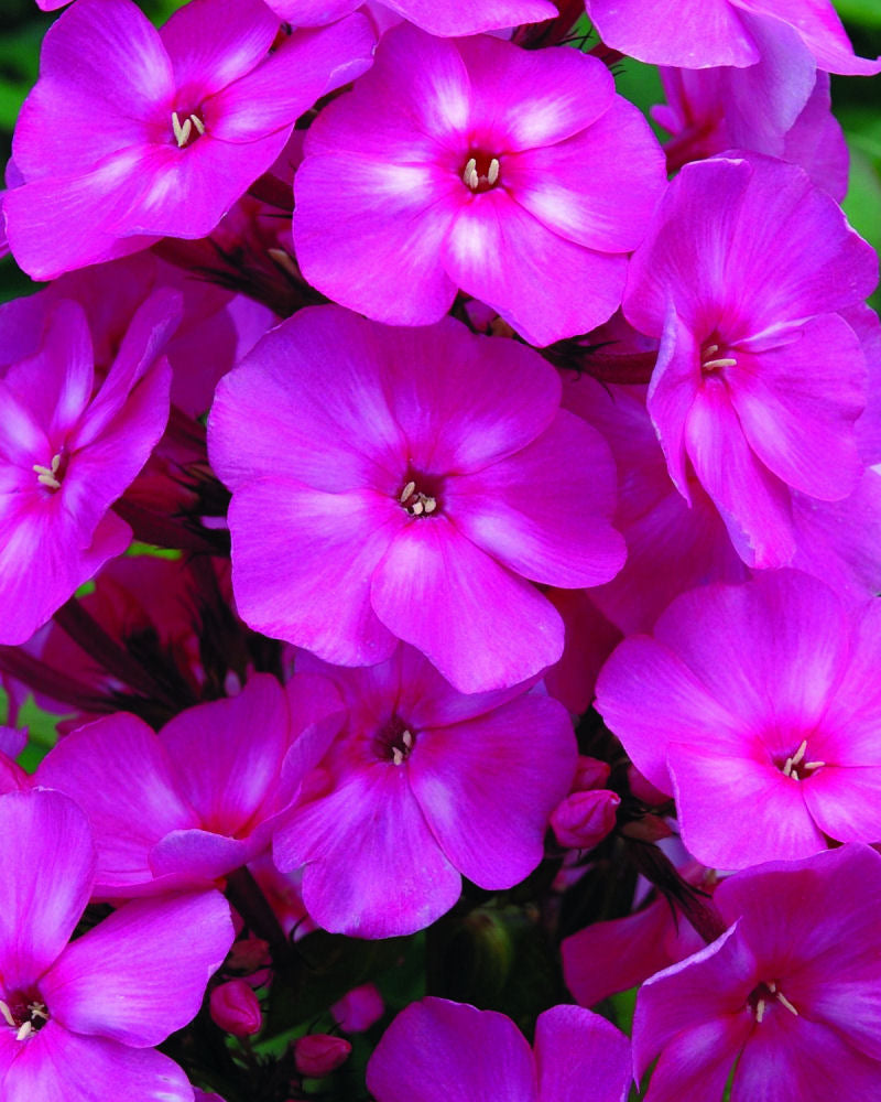 Bubblegum Pink™ Phlox (Phlox paniculata 'Ditomfra') - 1 gallon -Ship Only