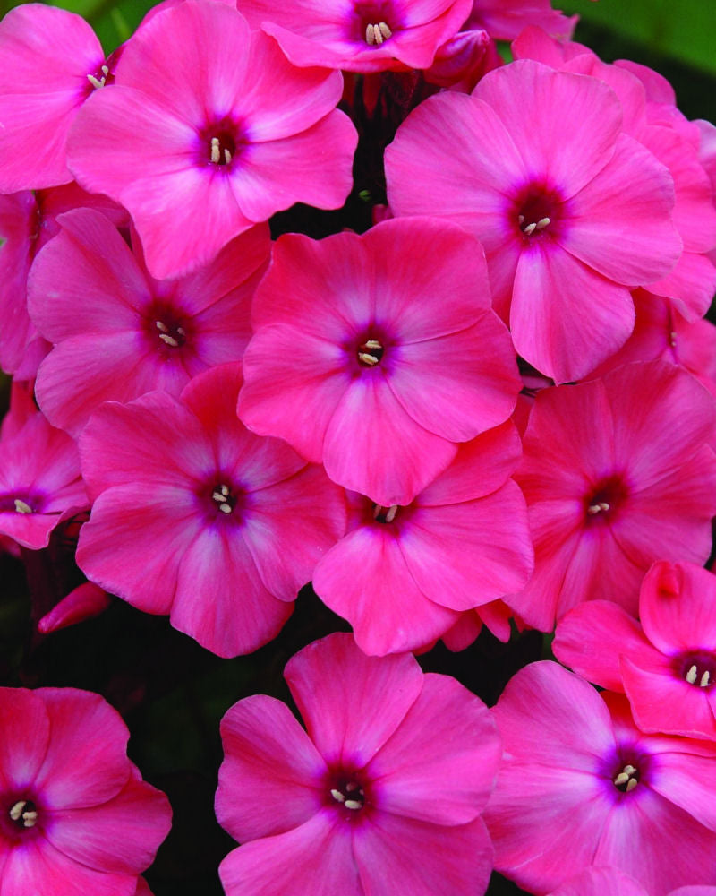 Coral Crème Drop™ Phlox (Phlox paniculata 'Ditomdre') - 1 gallon -Ship Only