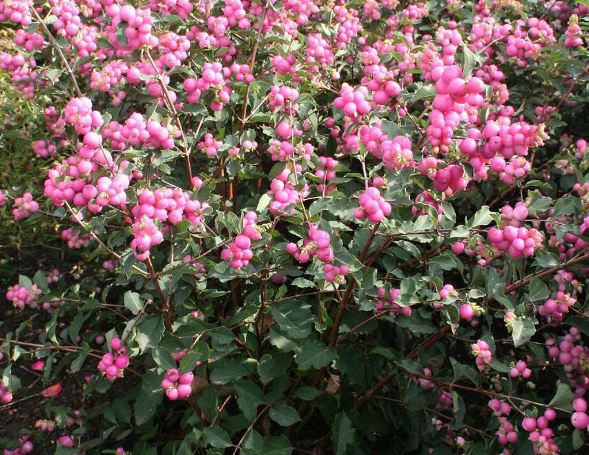 Magical® Galaxy Snowberry (Symphoricarpos 'Sweet Kolmagics') - 3 gallon 15" -Ship Only