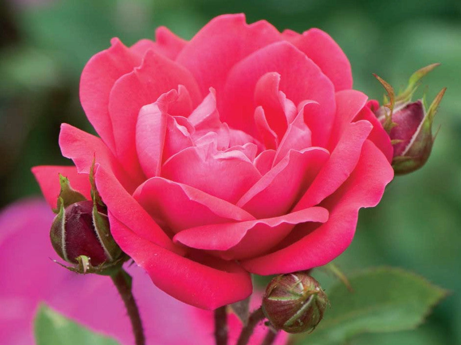 Double Red Knock Out® Rose (Rosa x Double Red Knock Out®) - QT -Ship Only