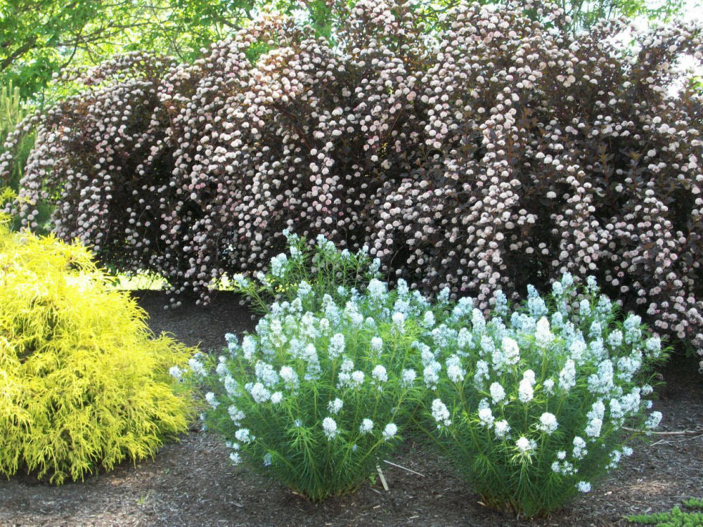 Arkansas Blue Star (Amsonia hubrechtii) - 1 gallon -Ship Only