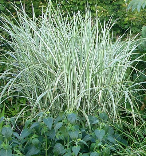 Rigoletto Maiden Grass (Miscanthus sinensis 'Rigoletto') - 3 gallon -Ship Only