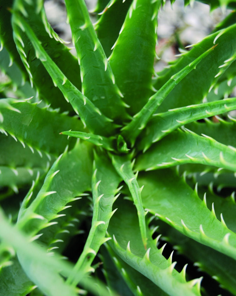 Aloe Hedgehog (Aloe humilis 'Hedgehog') - 1 gallon -Ship Only