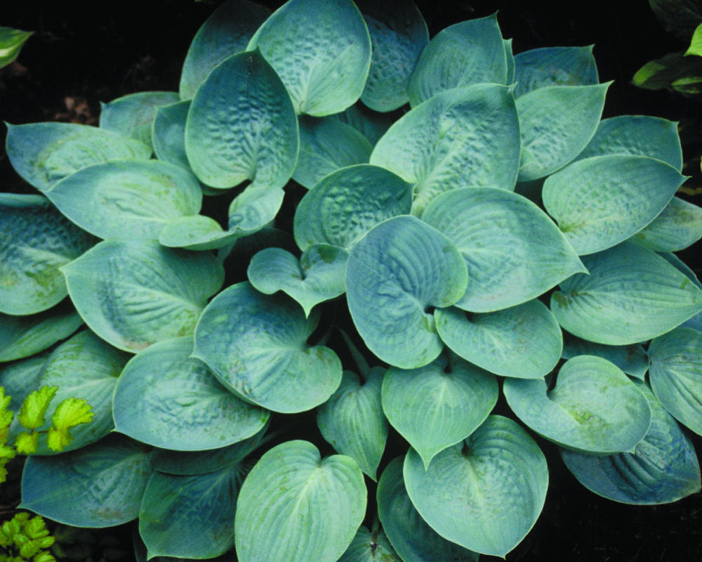 Prairie Skies Plantain Lily (Hosta prairie 'Prairie Skies') - 1 gallon -Ship Only