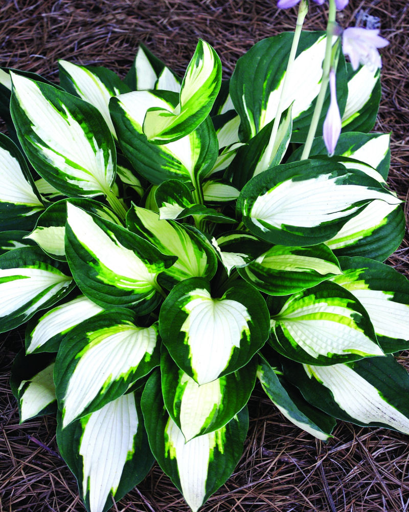 Vulcan Plantain Lily (Hosta vulcan 'Vulcan') - 1 gallon -Ship Only