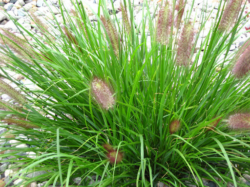Red Head Fountain Grass (Pennisetum alopecuroides 'Red Head') - 1 gallon -Ship Only