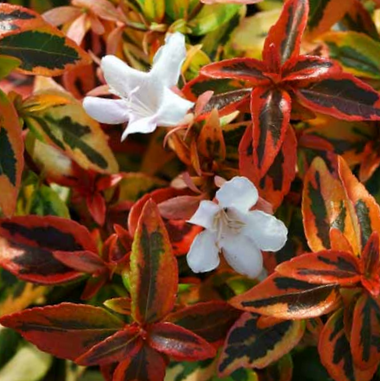 Kaleidoscope Abelia (Abelia kaleidoscope) - 2 gallon 12" -Ship Only