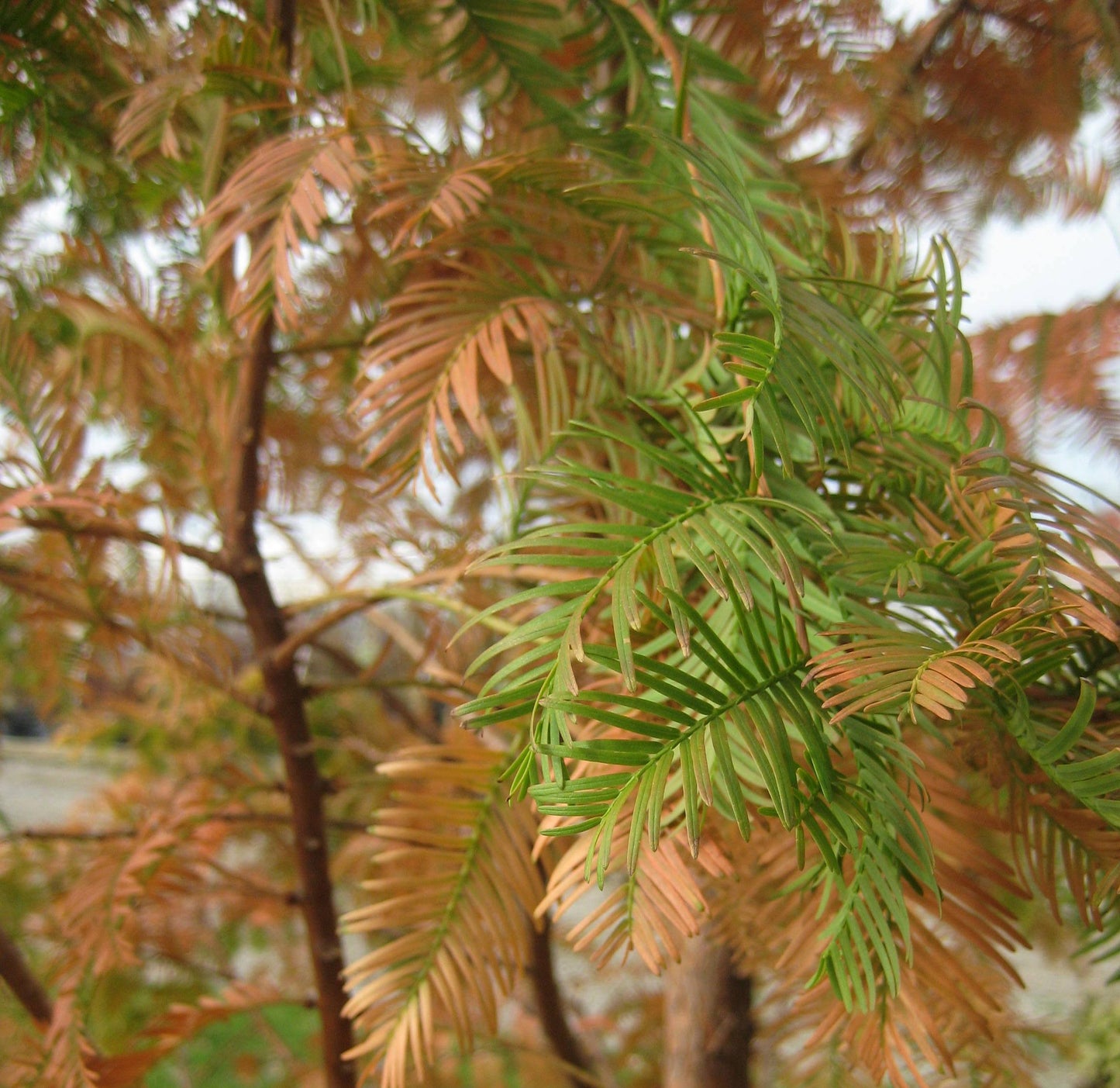 Dawn Redwood (Metasequoia glyptostroboides) - 3 gallon 48" -Ship Only