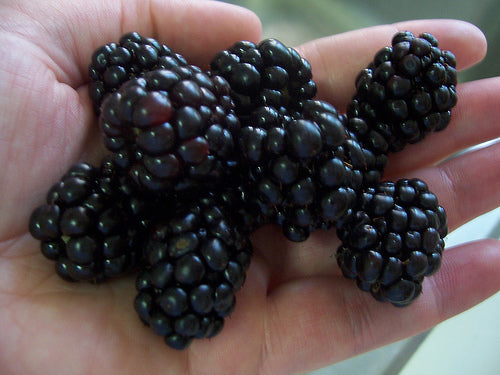 Triple Crown Thornless Blackberry (Rubus fruticosus 'Triple Crown') - 1 gallon 10" -Ship Only