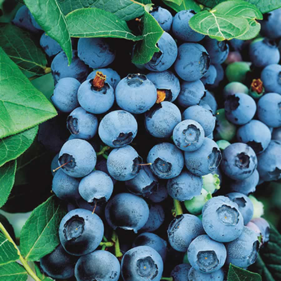 Bluecrop Highbush Blueberry (Vaccinium bluecrop 'Bluecrop') - 1 gallon 10" -Ship Only