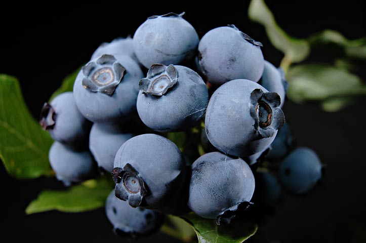 Northland Northern Highbush Blueberry (Vaccinium northland 'Northland') - 1 gallon -Ship Only