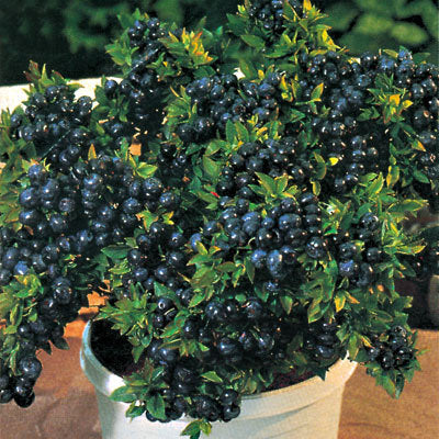 Top Hat Blueberry (Vaccinium x 'Top Hat') - 1 gallon 8" -Ship Only