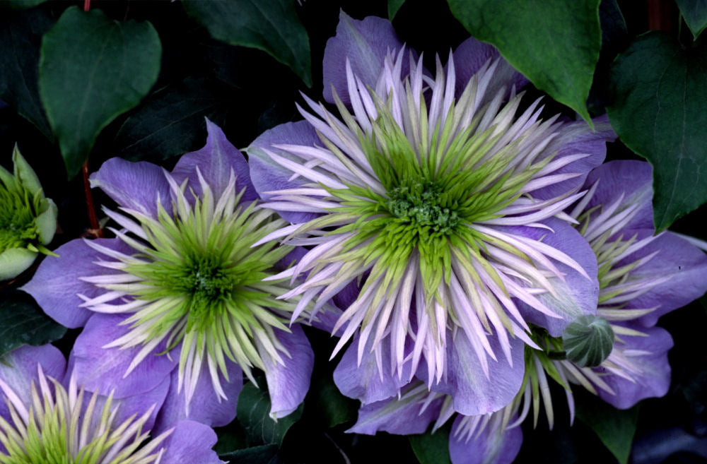 Crystal Fountain™ Clematis (Clematis crystal 'Crystal Fountain') - 1 gallon -Ship Only