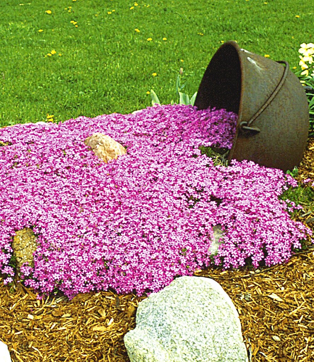Emerald Pink Moss Phlox (Phlox subulata 'Emerald Pink') - 1 gallon -Ship Only