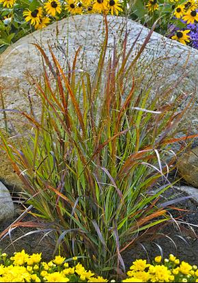 Prairie Winds® 'Cheyenne Sky' Red Switch Grass (Panicum virgatum 'Cheyenne Sky') - 3 gallon -Ship Only