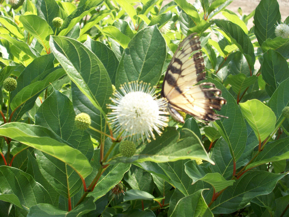 Magical® Moonlight ButtonBush (Cephalanthus magical 'Magical Moonlight') - 3 gallon 15" -Ship Only