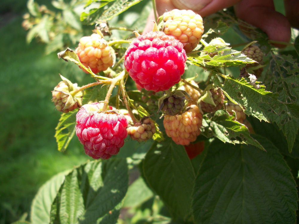 Heritage Everbearing Red Raspberry (Rubus idaeus 'Heritage') - 1 gallon 12" -Ship Only