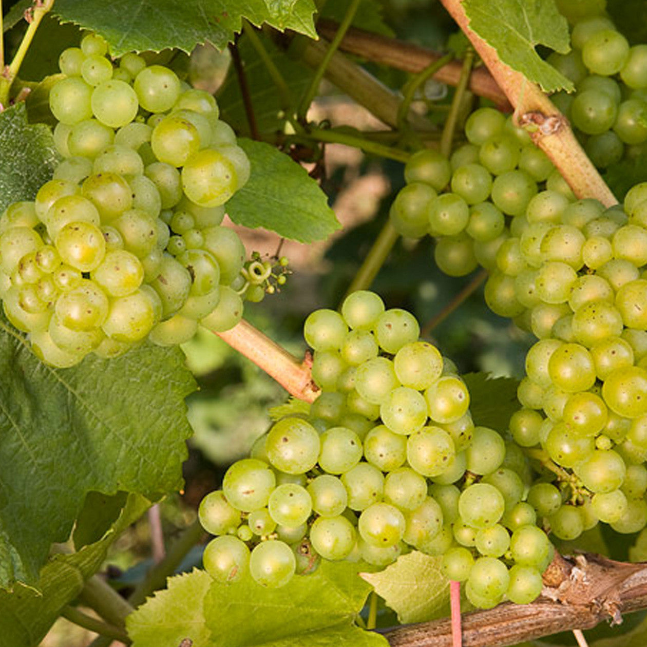 Lakemont Grape (Vitis lakemont 'Lakemont') - 1 gallon -Ship Only