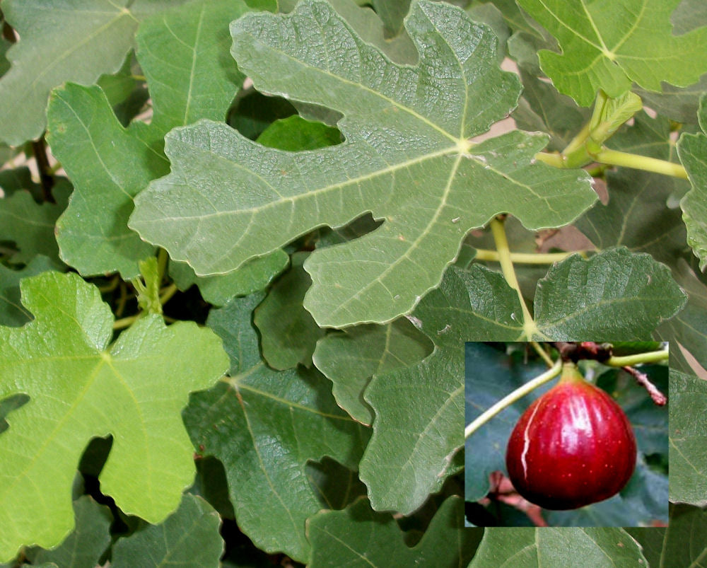 Brown Turkey Fig (Ficus brown 'Brown Turkey') - 3 gallon 12" -Ship Only