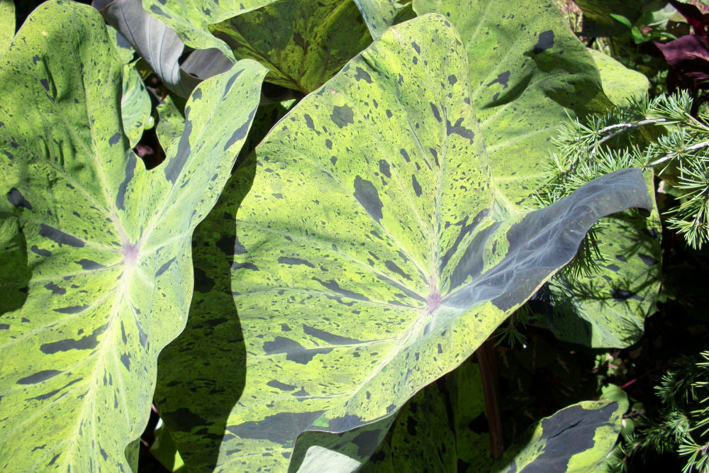 Mojito Colocasia (Colocasia esculenta 'Mojito') - 1 gallon -Ship Only