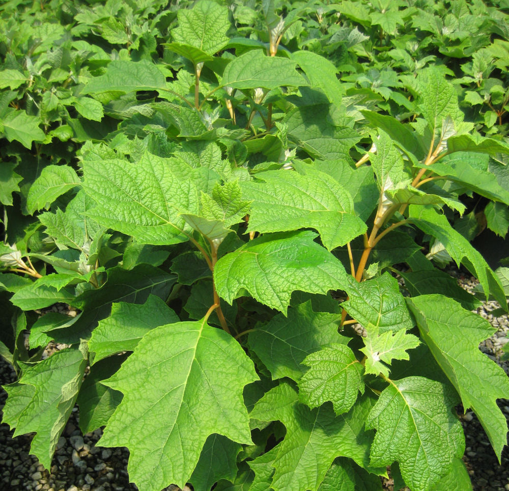 Pee Wee Oakleaf Hydrangea (Hydrangea quercifolia 'Pee Wee') - 2 gallon 10" -Ship Only