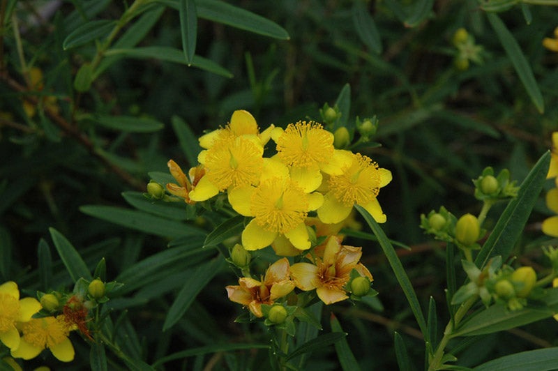 Gemo St. Johnswort (Hypericum kalmianum 'Gemo') - 2 gallon 10" -Ship Only