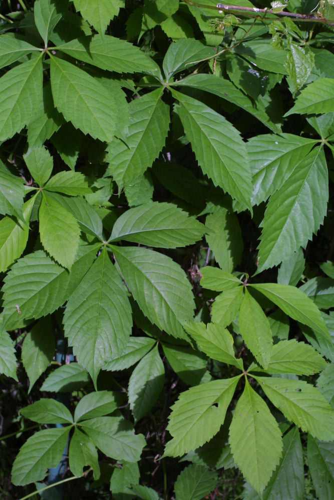 Virginia Creeper (Parthenocissus quinquefolia) - 2 gallon 12" -Ship Only