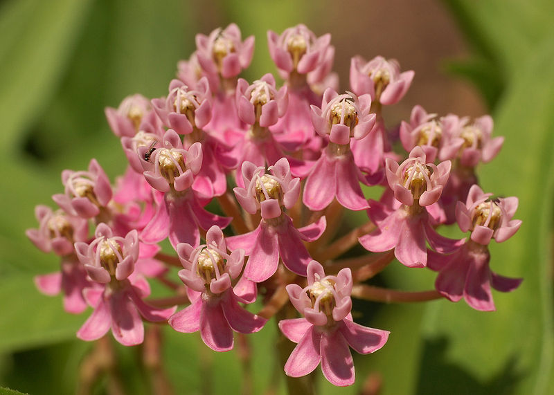 Swamp Milkweed (Asclepias incarnata) - 2 gallon -Ship Only