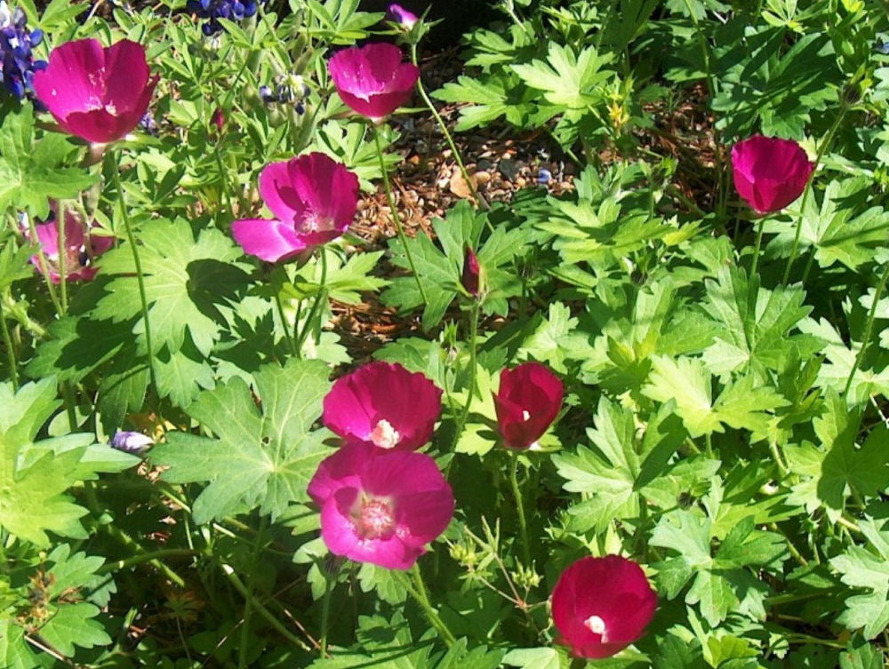 Purple Poppy Mallow (Callirhoe involucrata) - 2 gallon -Ship Only