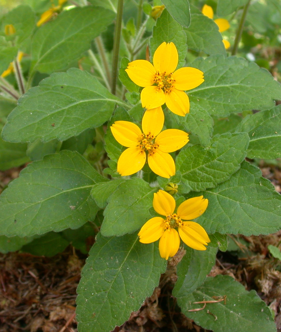 Green and Gold (Chrysogonum virginianum) - 1 gallon -Ship Only