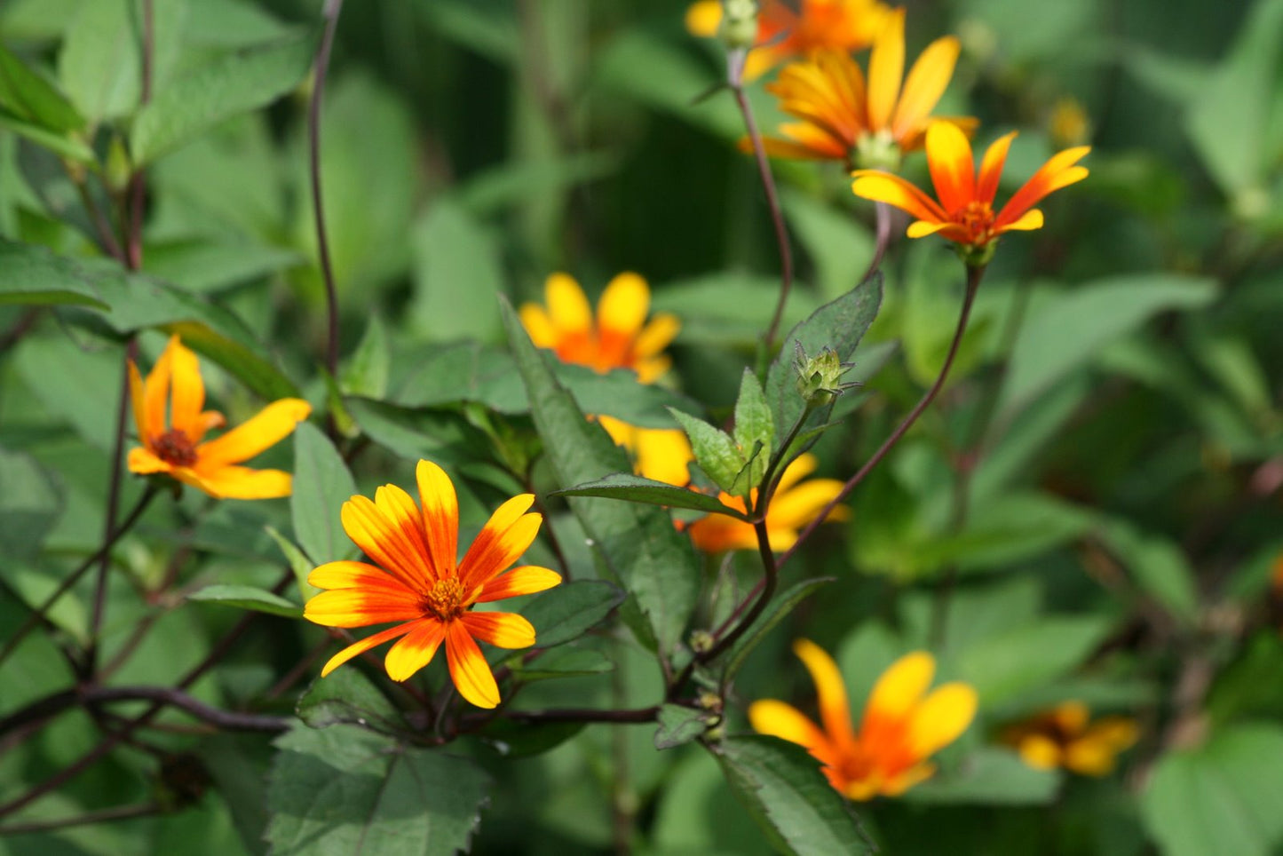 Summer Nights Oxeye Daisy (Heliopsis helianthoides 'Summer Nights') - 2 gallon -Ship Only