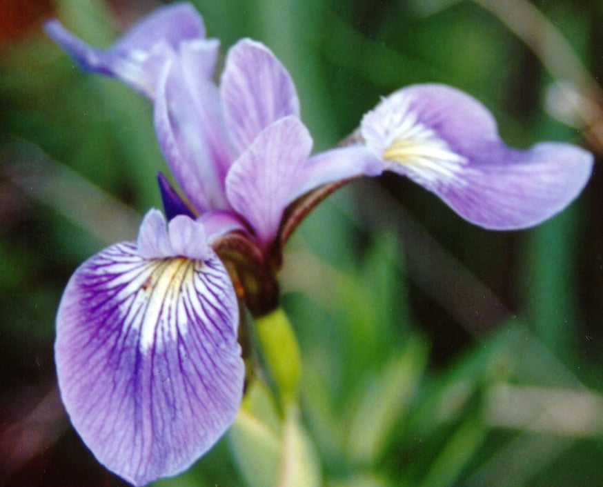 Northern Blue Flag Iris (Iris versicolor) - 1 gallon -Ship Only