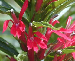 Cardinal flower (Lobelia cardinalis) - 1 gallon -Ship Only