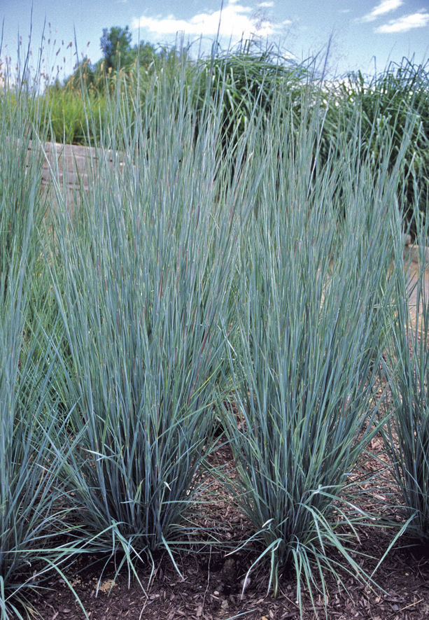 Prairie Blues Little Bluestem (Schizachyrium scoparium 'Prairie Blues') - 2 gallon -Ship Only