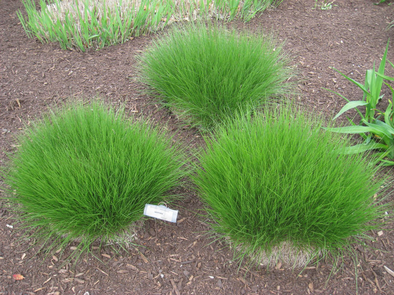 Prairie Dropseed (Sporobolus heterolepis 'Spor. Heterolepis') - 2 gallon -Ship Only