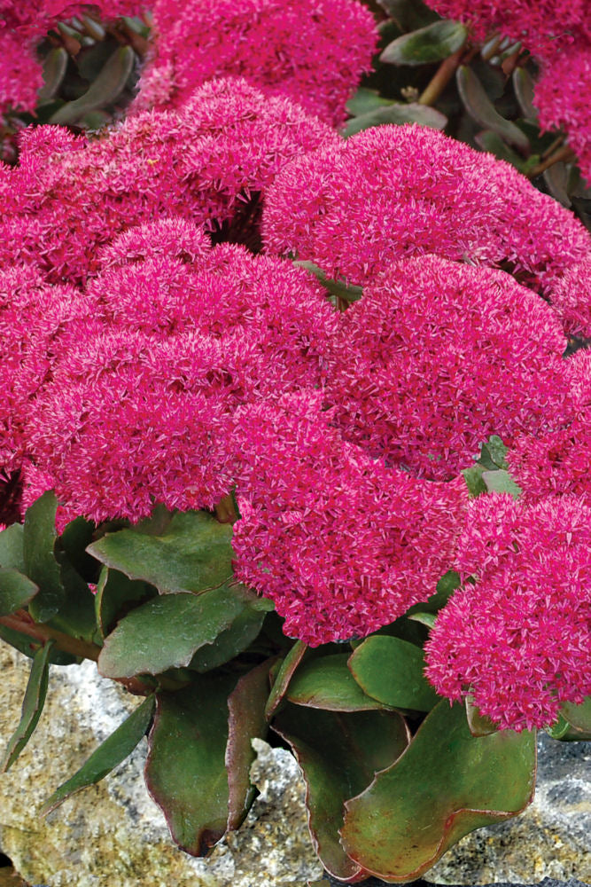 Birthday Party Stonecrop (Sedum birthday 'Birthday Party') - 1 gallon -Ship Only